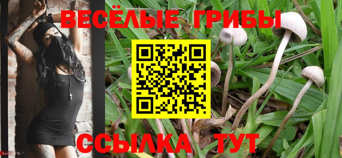 Галлюциногенные грибы Psilocybine cubensis Павлово
